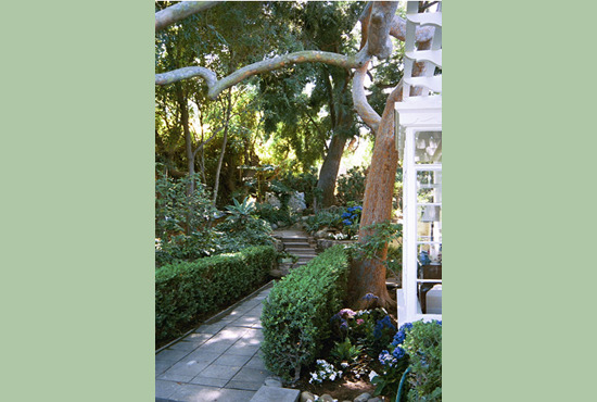 Eucalyptus Cottage Allee