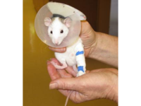 Rats are Fun Pocket Pets