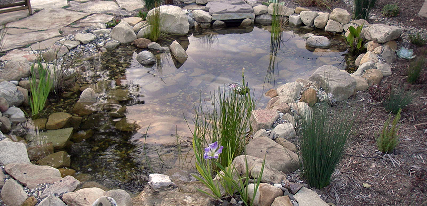 Ponds & Streams