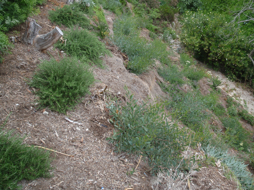 steep slope drainage erosion control biotechnical bank stabilization plantings growing steep slope drainage erosion control biotechnical bank stabilization plantings growing