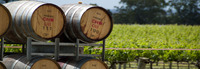 Vineyard