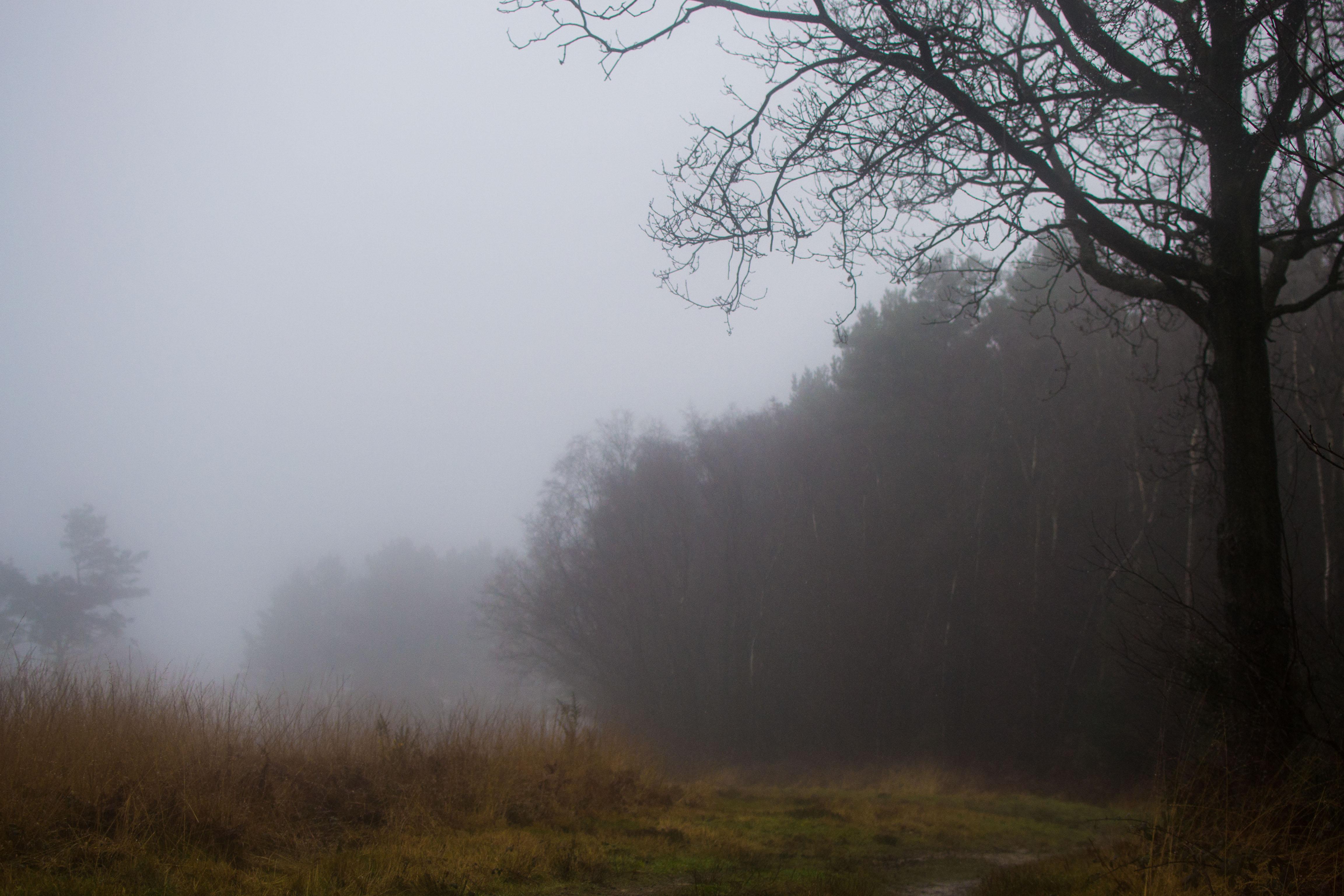 Misty Forest - image 1 - student project