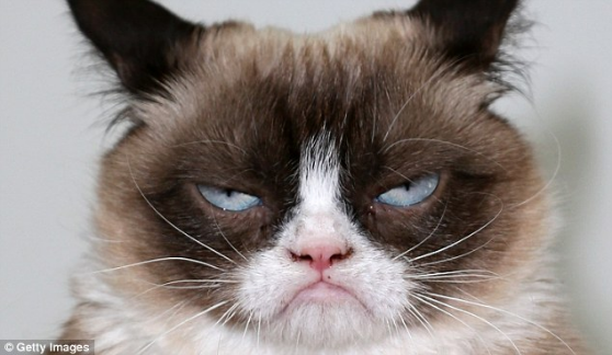 Grumpy cat - image 1 - student project