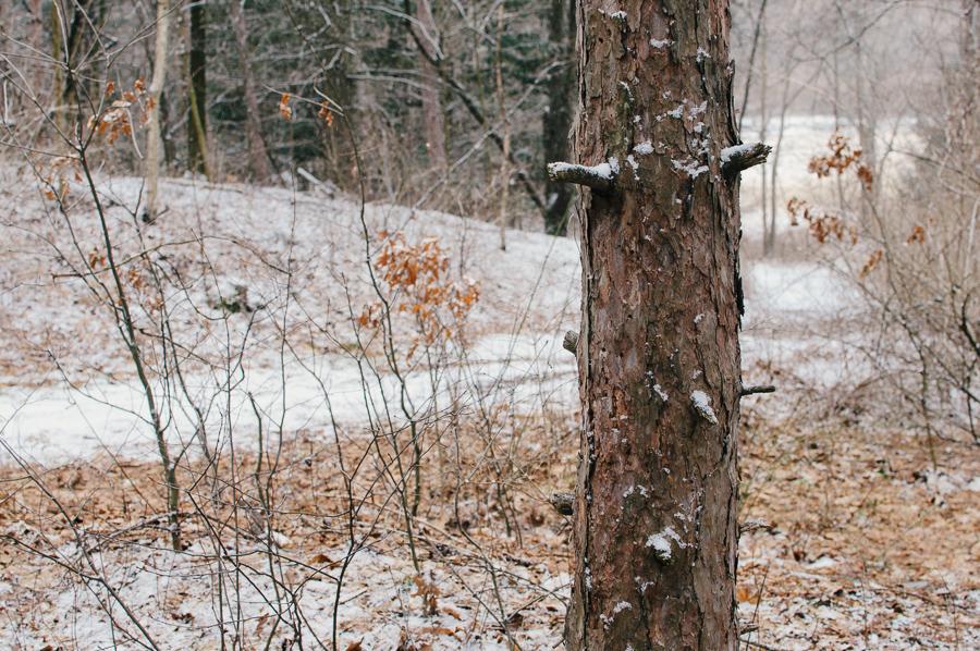 Week 2 (was: A Walk in the Woods) - image 6 - student project