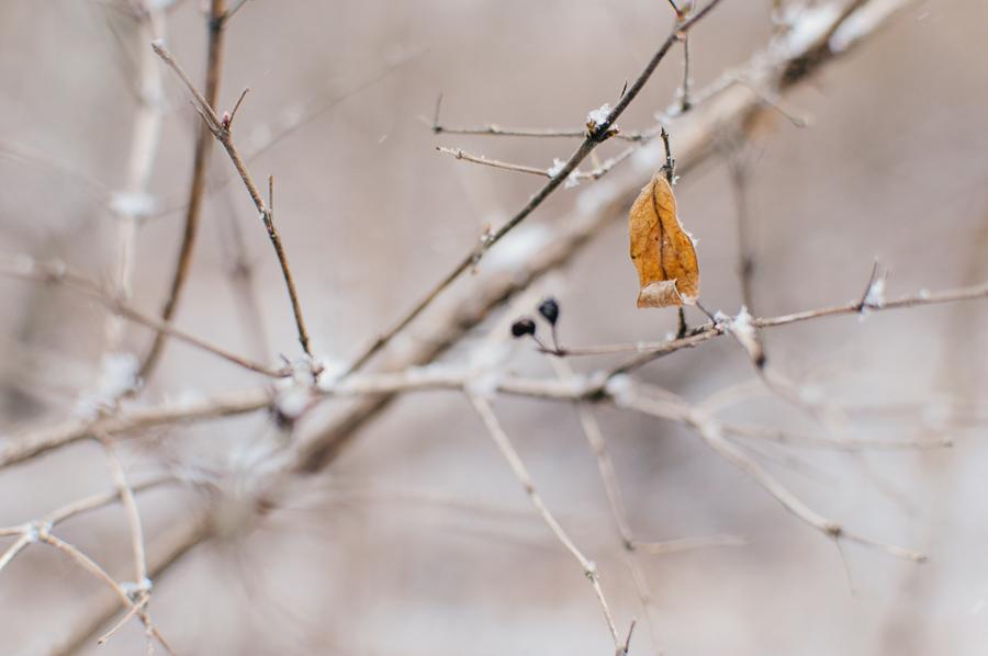 Week 2 (was: A Walk in the Woods) - image 9 - student project