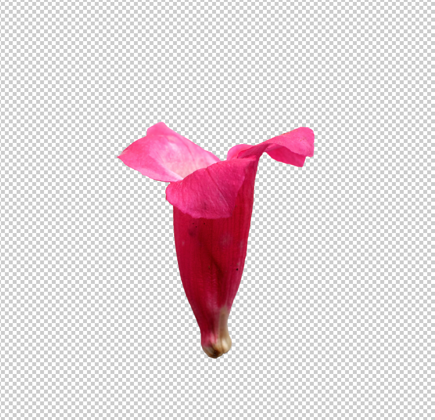 Summer Garden Inspired Digital Collage - image 4 - student project