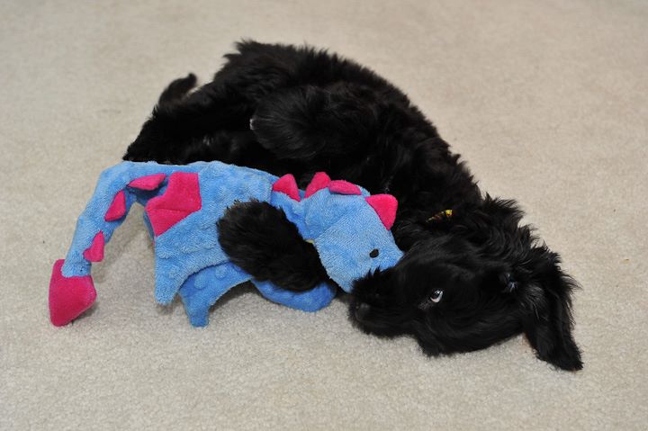 Zoe and Moo Cow - image 3 - student project