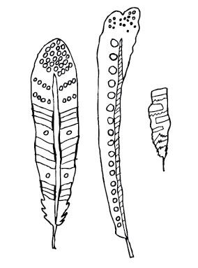 Feathers - image 1 - student project