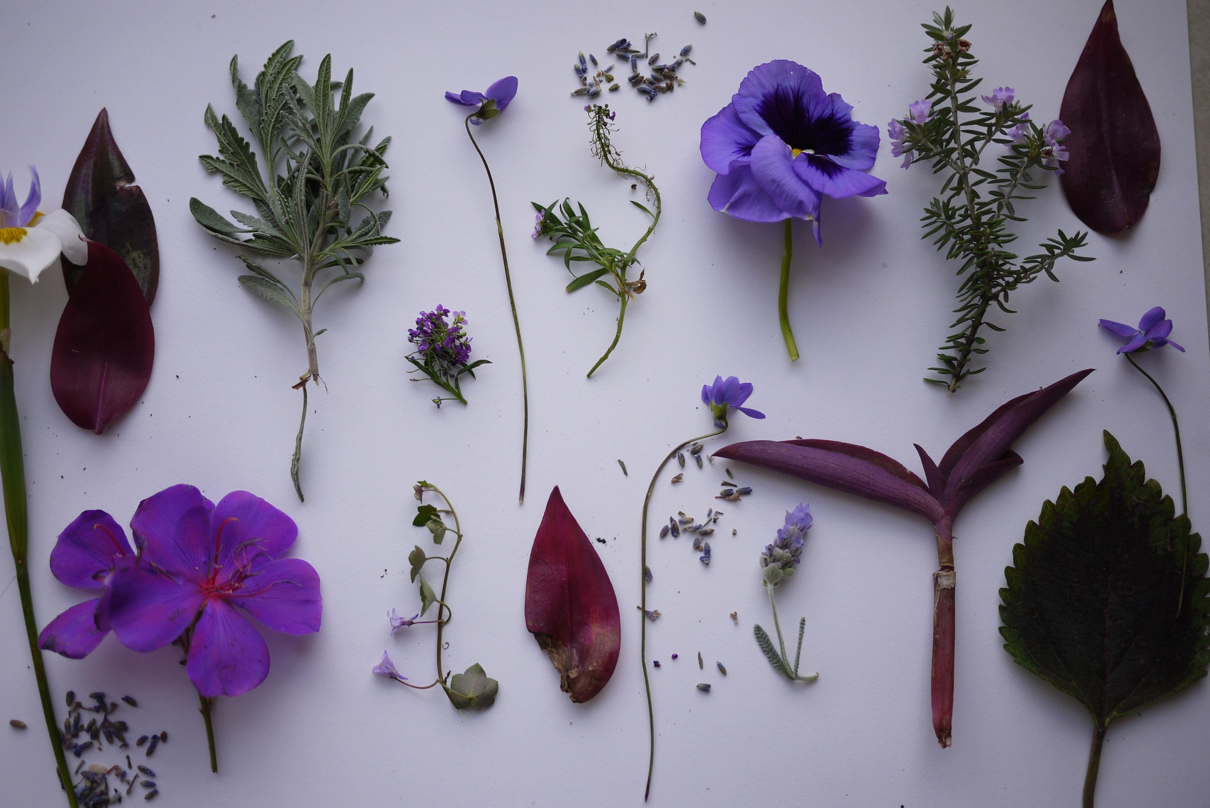 Purple Goodness - image 2 - student project