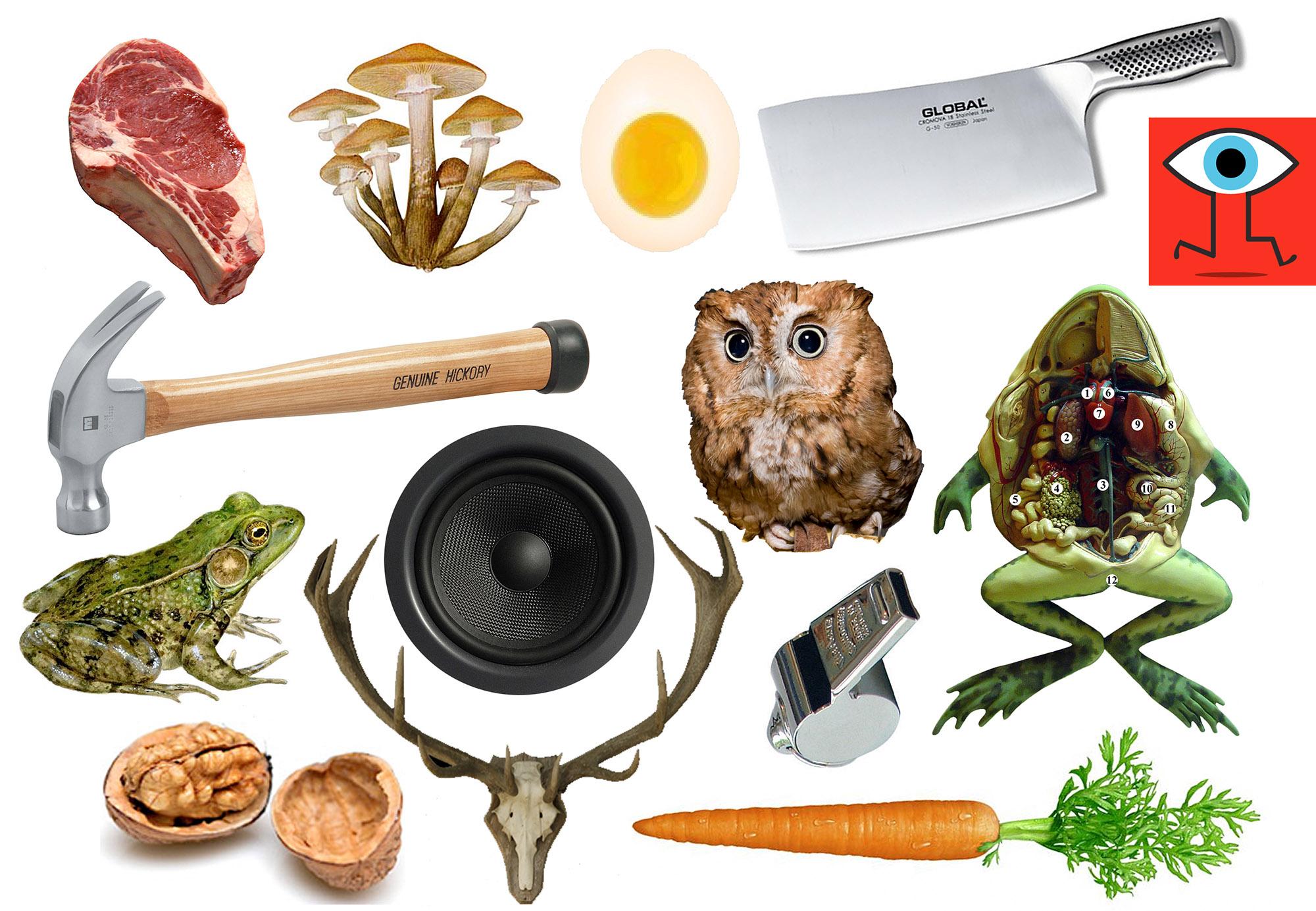 Meat eating vegetables - image 3 - student project