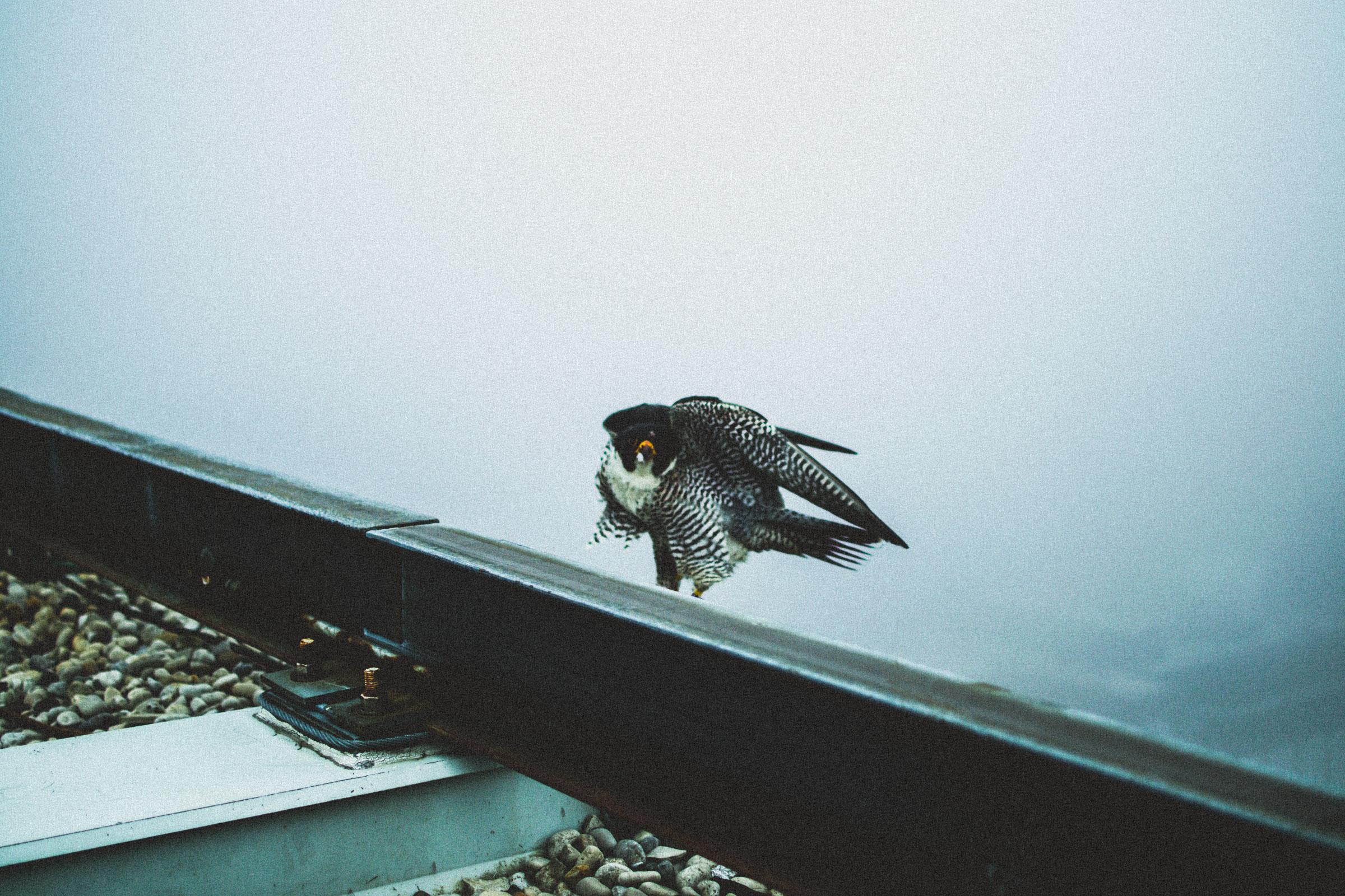 From Toronto with love - image 1 - student project