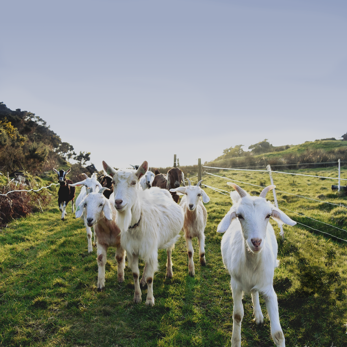 Irish Goats and using the clone tool! - image 2 - student project