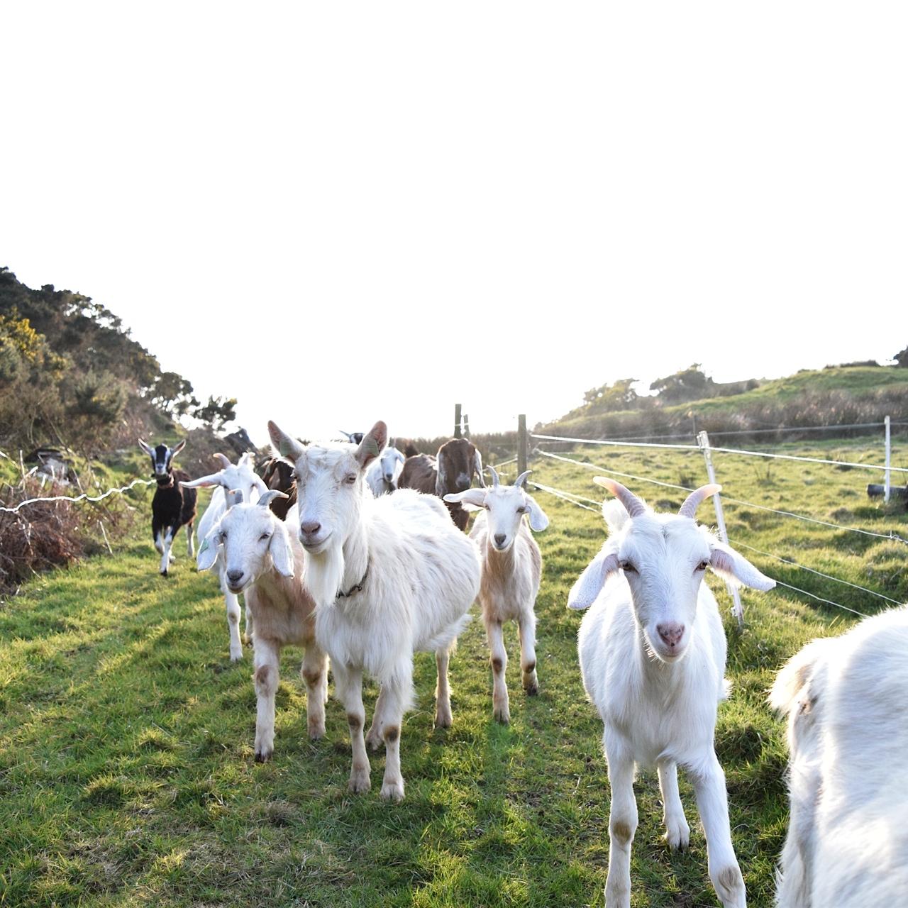 Irish Goats and using the clone tool! - image 1 - student project