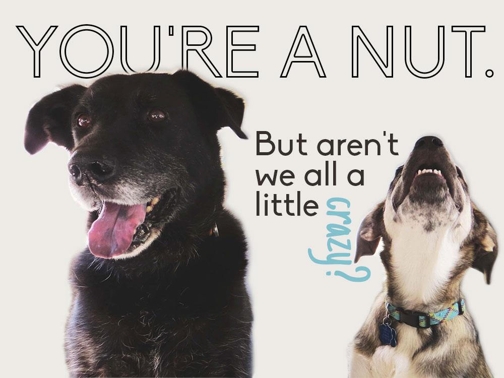 You're a nut. - image 1 - student project