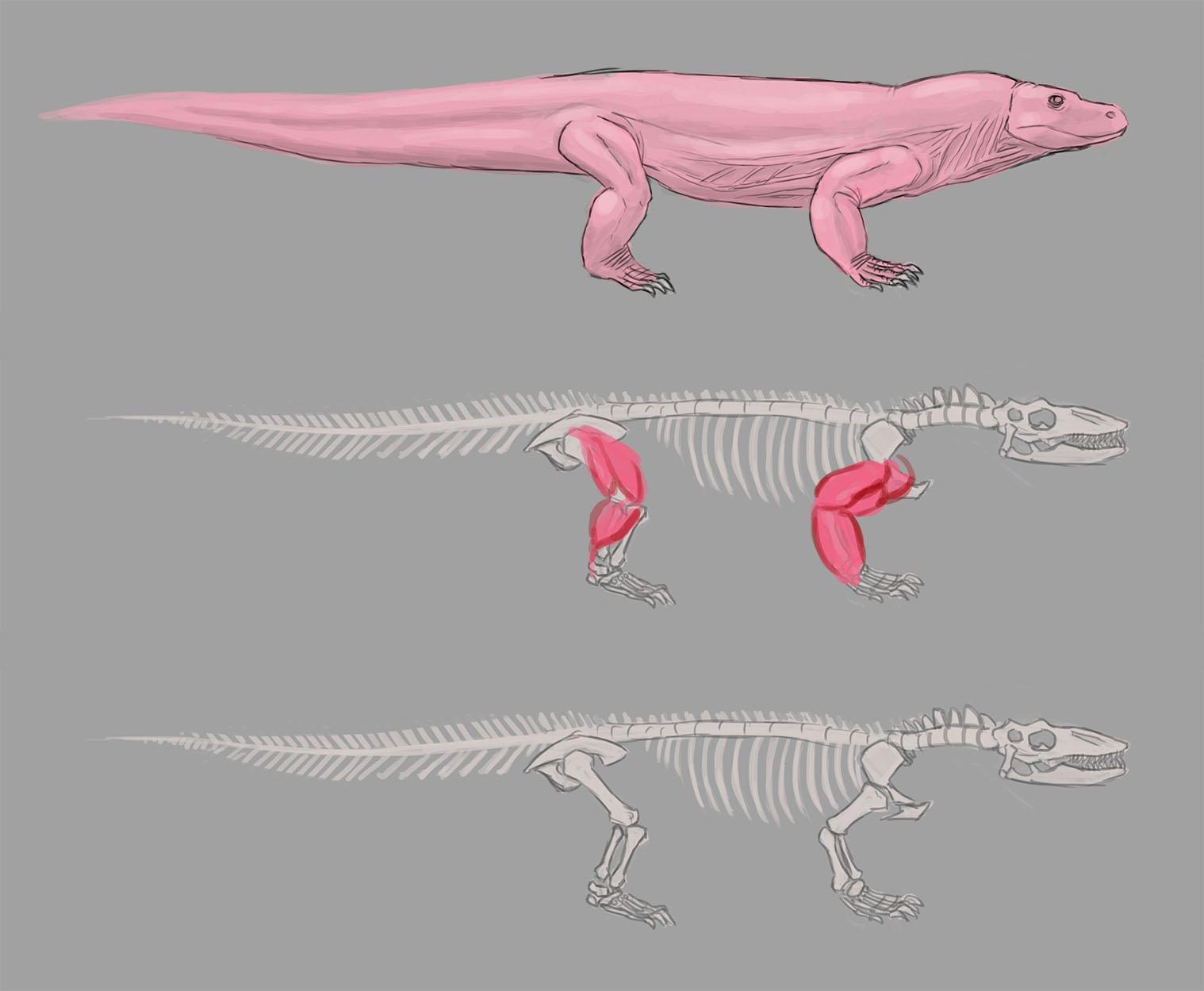 Monitor Lizard Muscle Anatomy vrogue.co