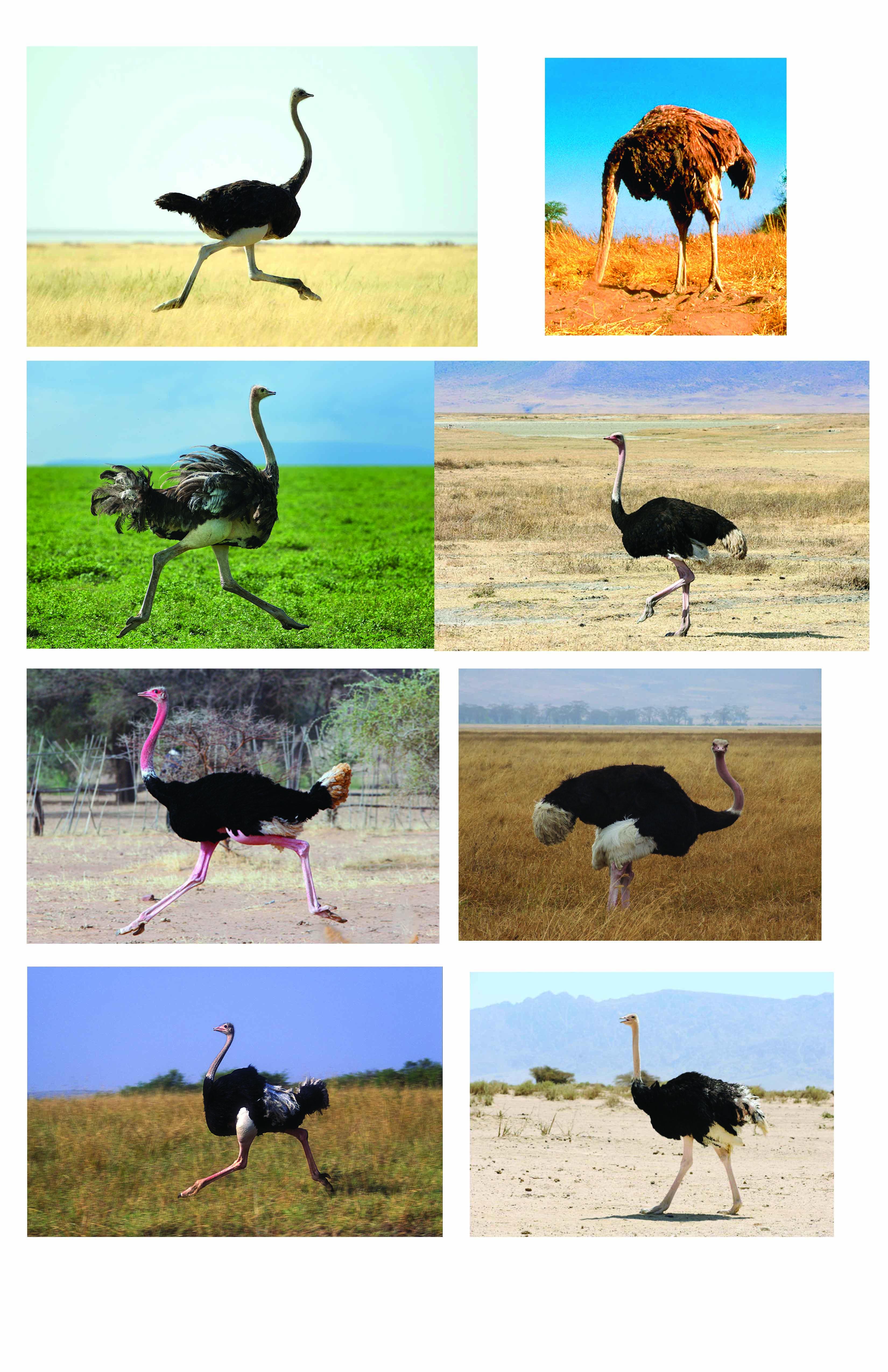 Ostrich Logo | Skillshare Student Project