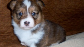 Loretta Robinson - Cal's Corgis : Corgi Breeder site
