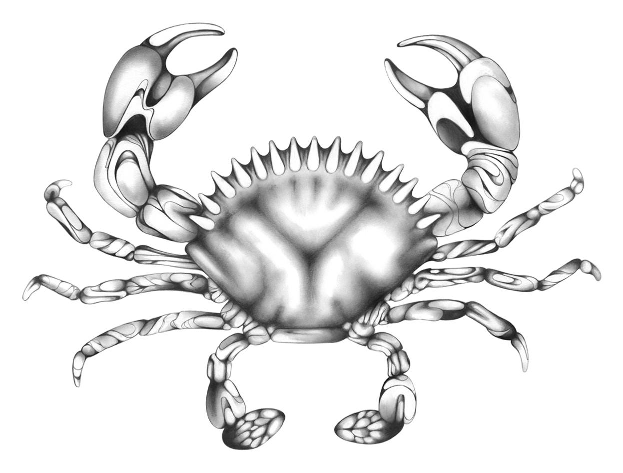 Crab - image 1 - student project