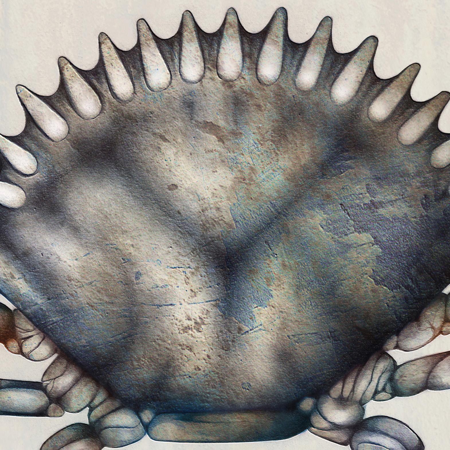 Crab - image 4 - student project