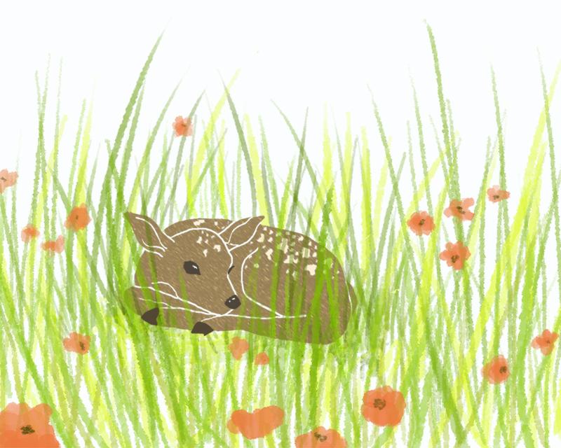 Resting Fawn - image 1 - student project