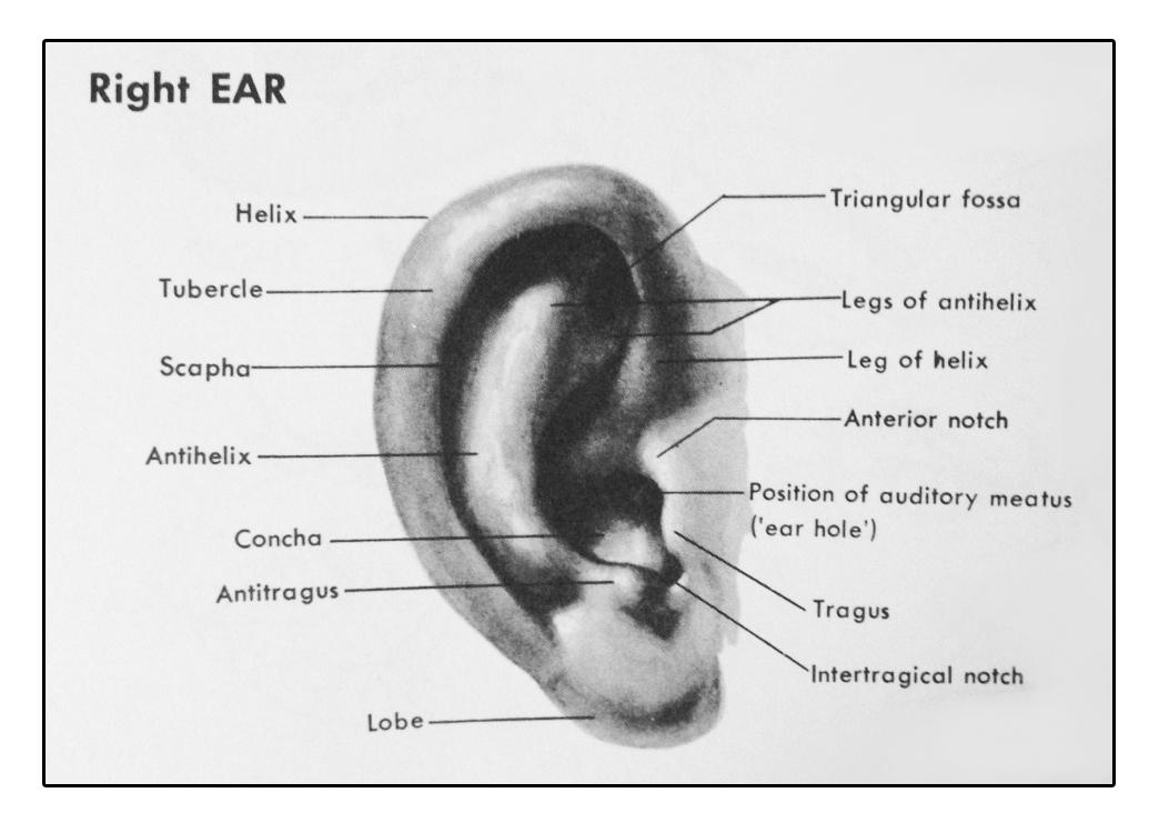 Start Drawing: Techniques for Pencil Portraits | Gabrielle Brickey