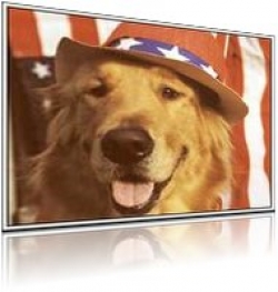 AmericanFido