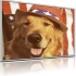 AmericanFido