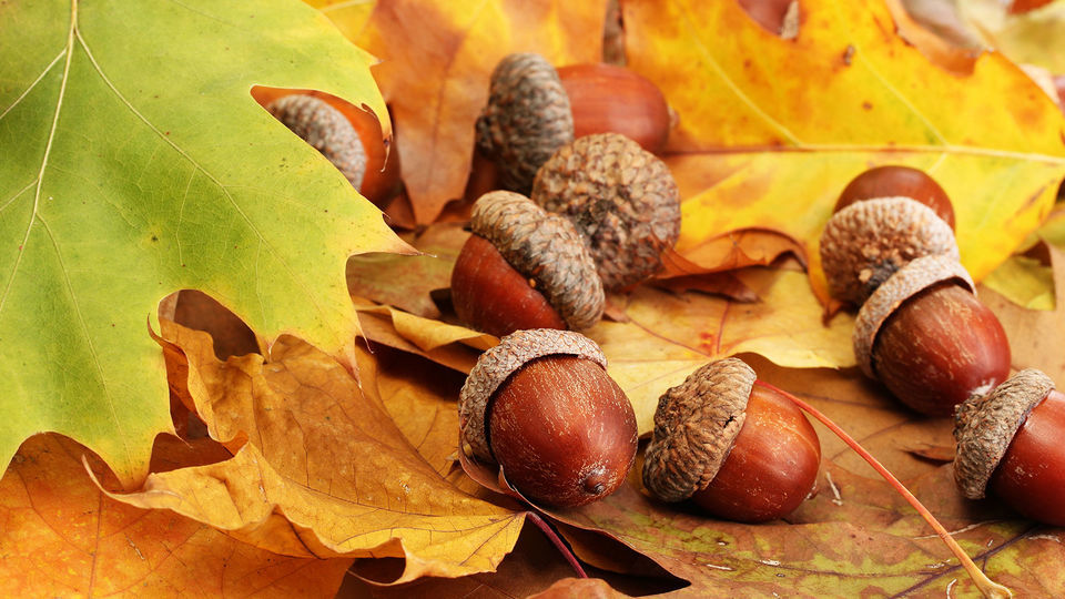 HuntWise Blog DIY Homemade Deer Lures and Scent Cover Ideas