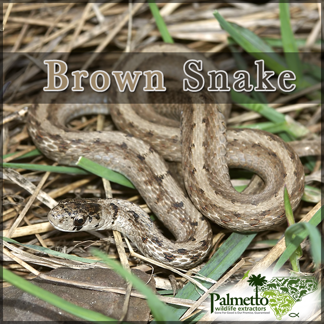 Garter and Snakes on Pinterest