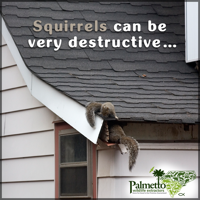 Squirrels enter attics looking for a safe, warm place to start a family