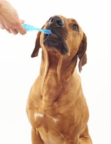 Toothbrush Tuesday Free Teeth Brushing For Daycare Campers With Purchase Of Toothbrush And Toothpaste Brushing Dogs Teeth Coconut Oil For Dogs Brushing Teeth