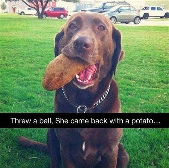 Where'd the ball go? Haha! Funny dog memes, Funny dogs, Funny animals