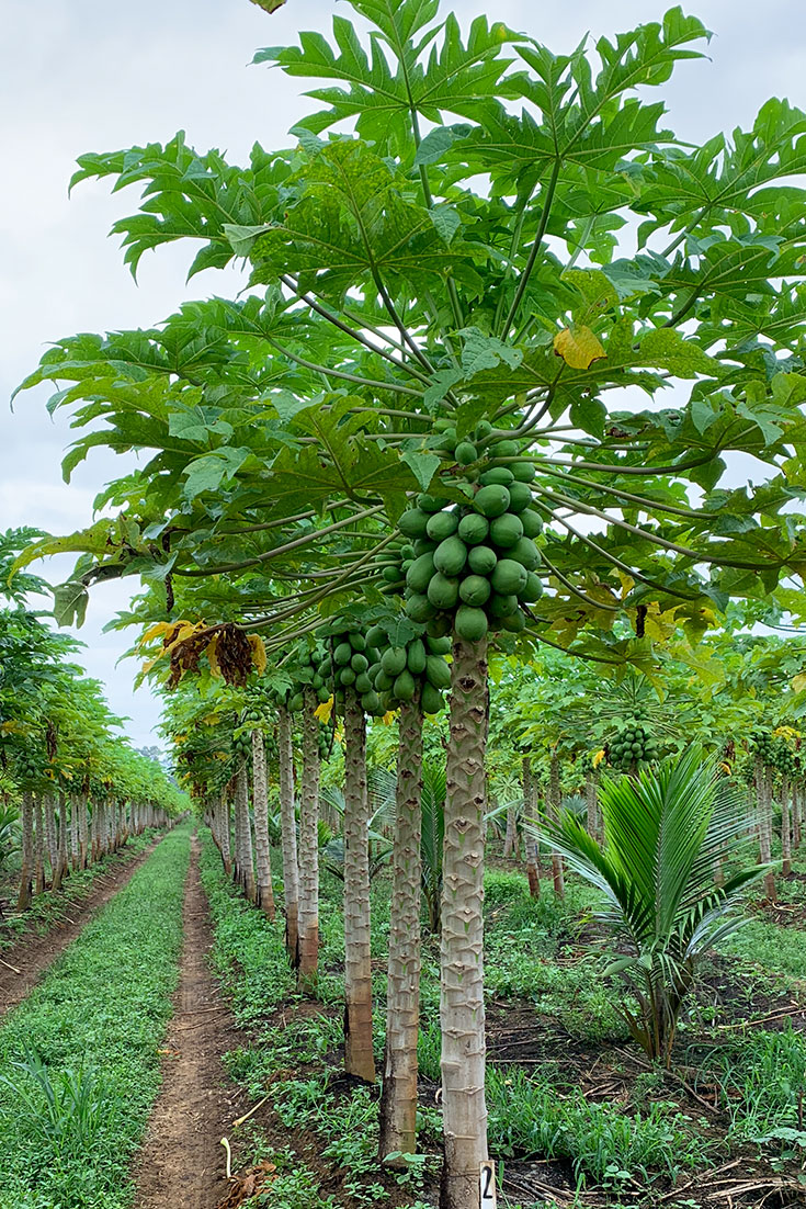 Papayas grow on tall bushes (not trees). The fruit grows in a spiral around the trunk. See our