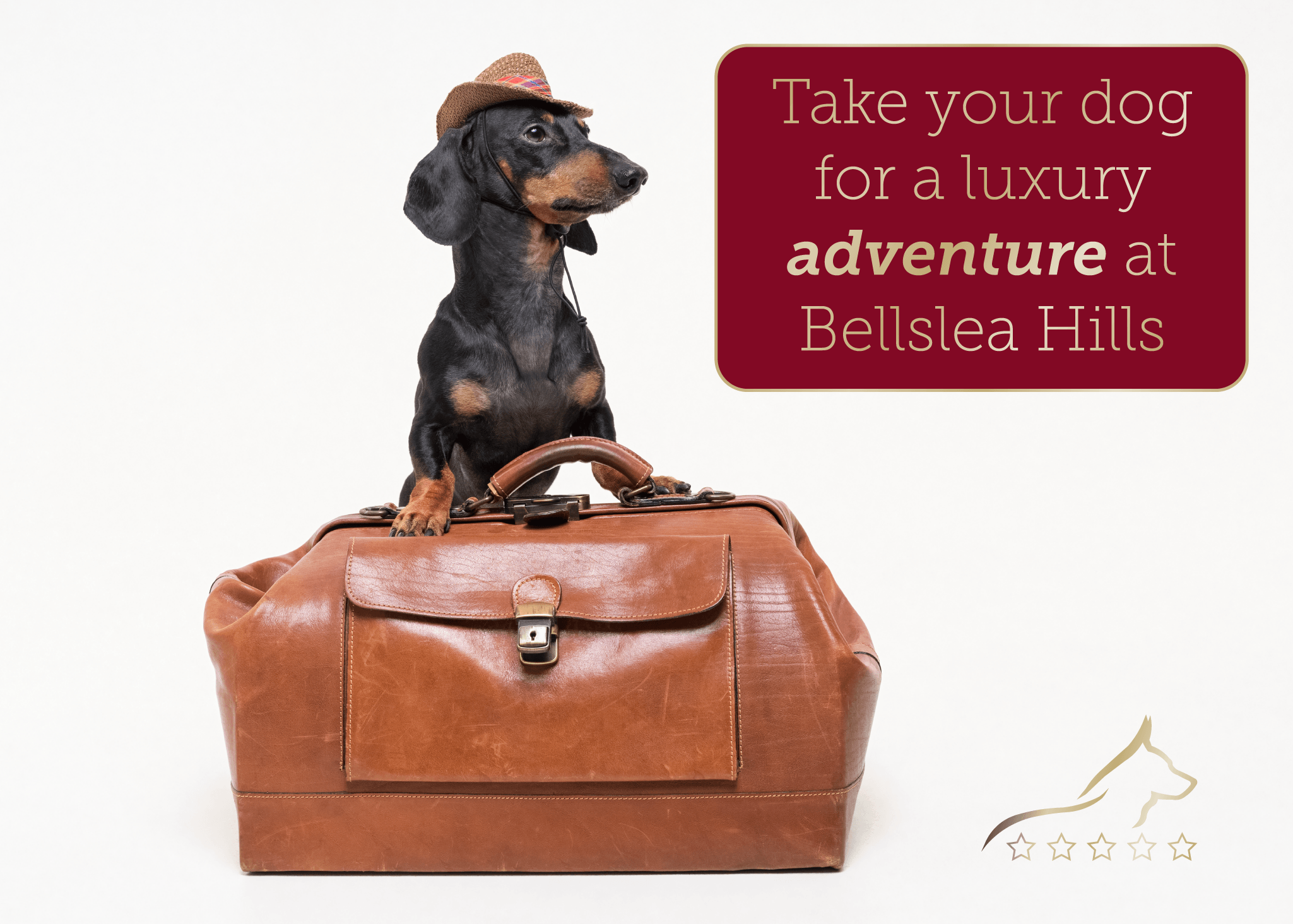 What are some of the top things you look for in a pet