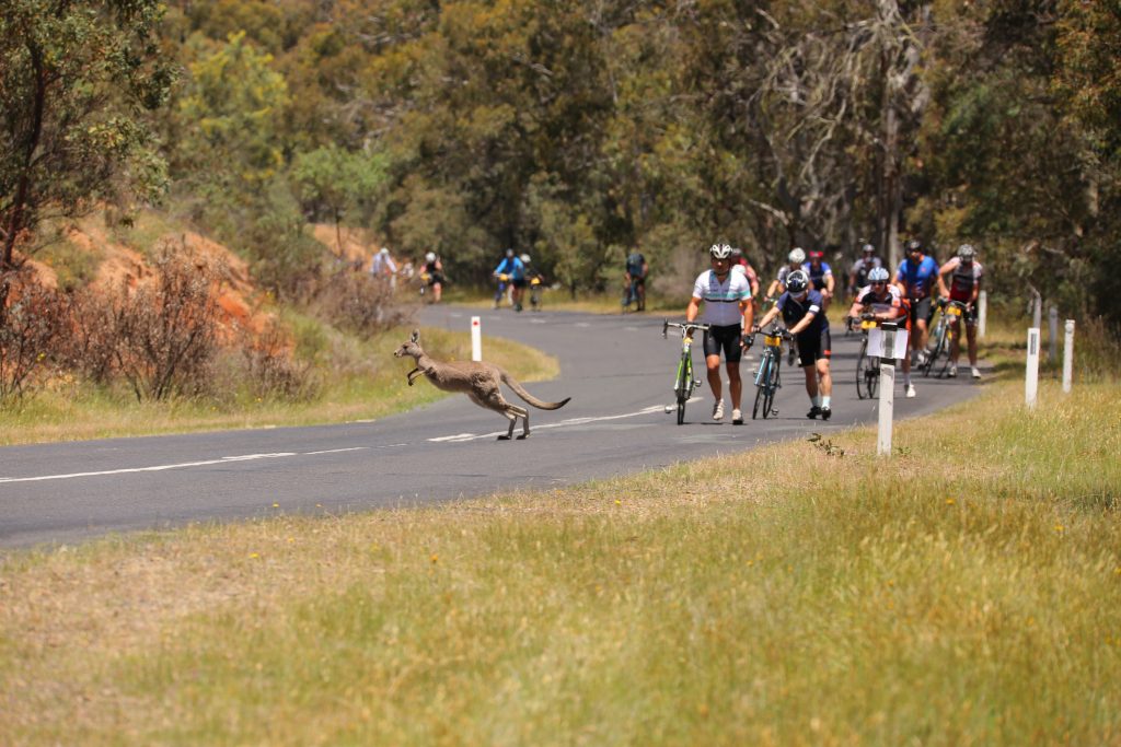 kangaroo crossing the road, Col de Beloka