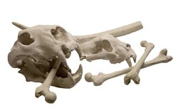 Saber tooth tiger skulls for John Carter of Mars