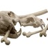 Saber tooth tiger skulls for John Carter of Mars