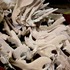Saber tooth tiger skulls for John Carter of Mars