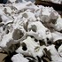 Saber tooth tiger skulls for John Carter of Mars