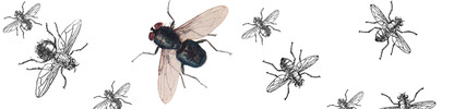 Flies_banner_preview