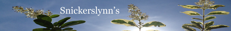 Banner_preview