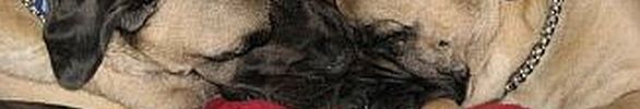 Banner_preview