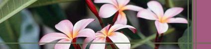 Frangipani_flowers_preview