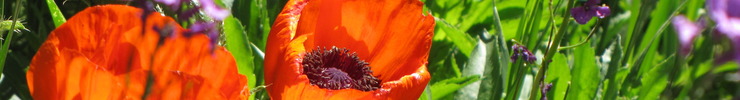 Img_2377_2_preview