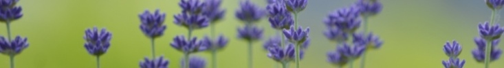 Spoon_flower_banner_preview