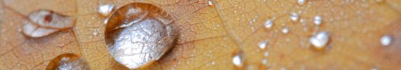 Yellow_raindrops_-_shop_banner_preview