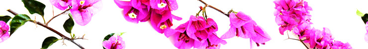 Pinkleaves_preview