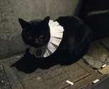 Cat01_thumb