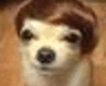 Dogtoupee_thumb