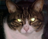 Jenny_cat_thumb
